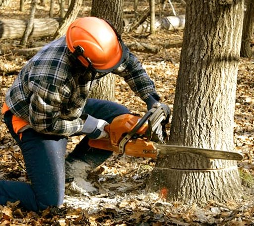 Tree Removal in Sayre, OK
